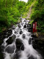 逃离橡子树种植地